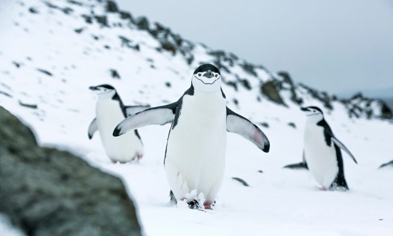 Protecting the Antarctic Ocean