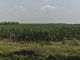 Agricultural Policy
