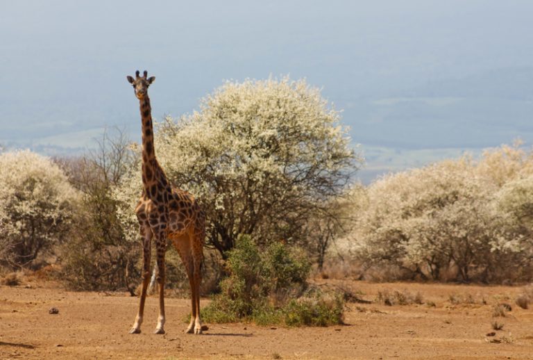 Wildlife conservation: Africa leading the way at the European Parliament