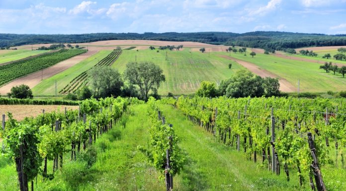 sustainable intensification of agriculture