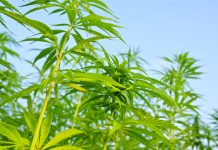 Cannabis developments