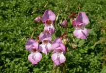 Himalayan balsam