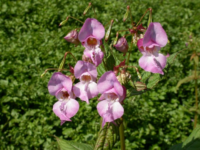 Himalayan balsam