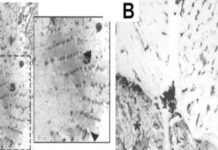 maintenance of specialised tissues