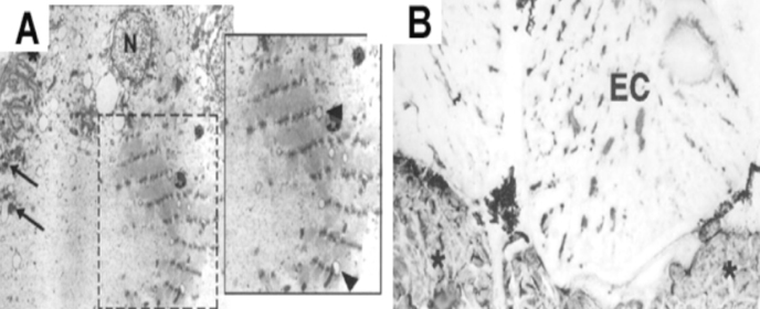 maintenance of specialised tissues