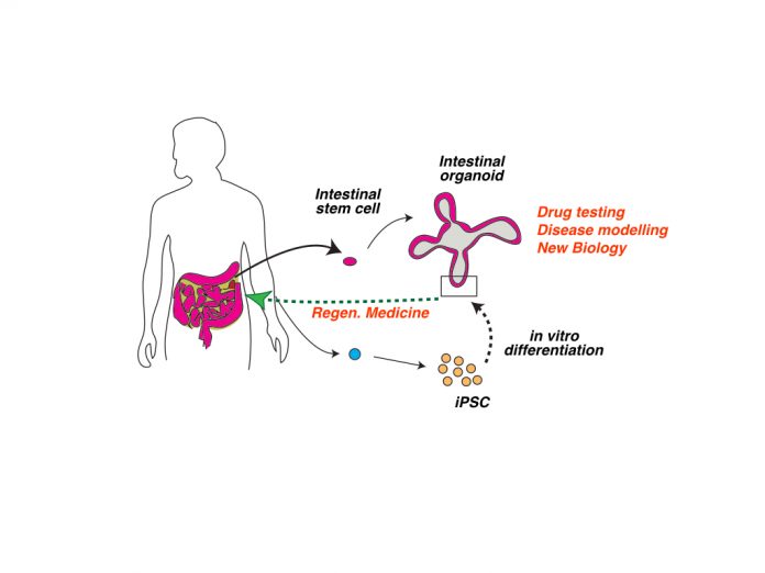 Organoids