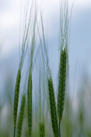 Cereal production