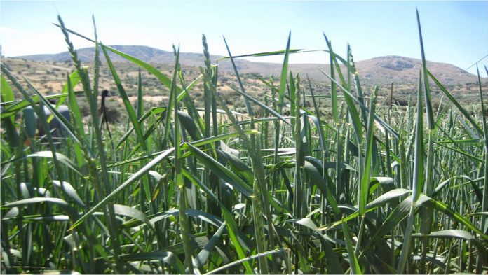 cereal production