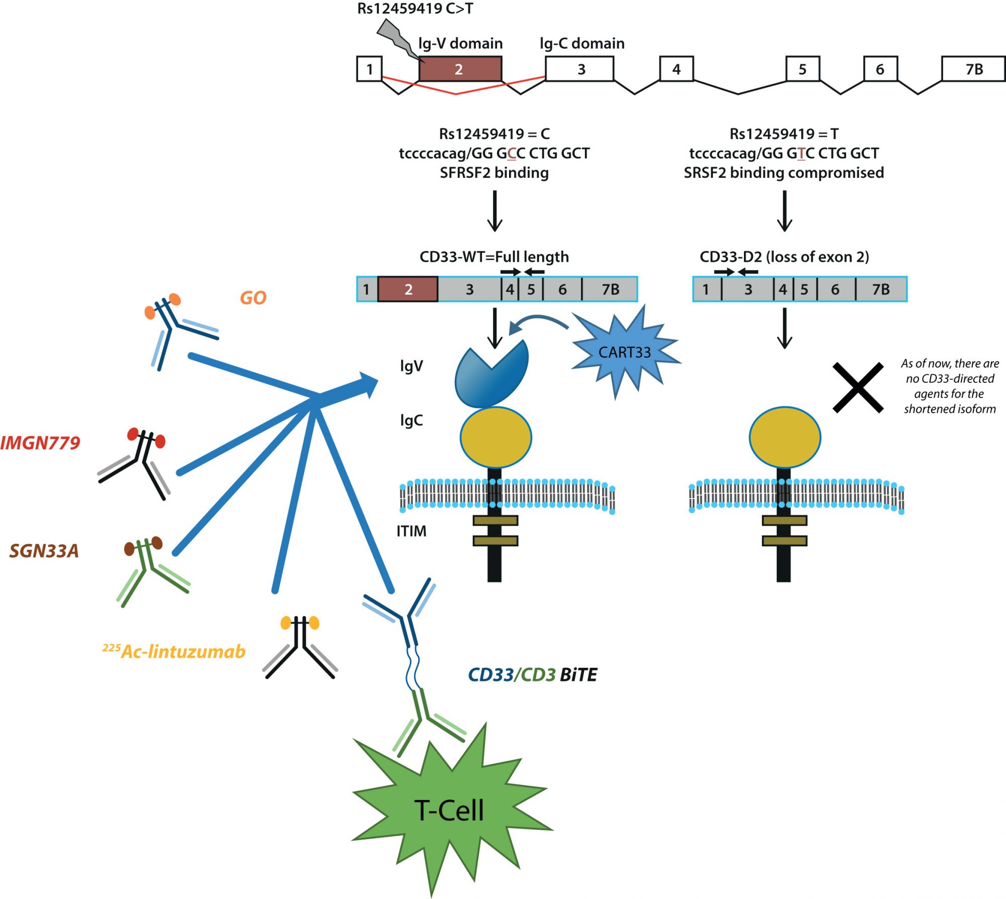 acute myeloid leukaemia