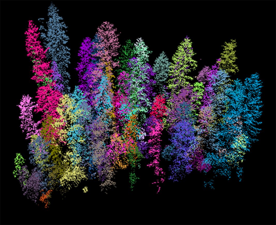 Large scale 3d mapping of forests