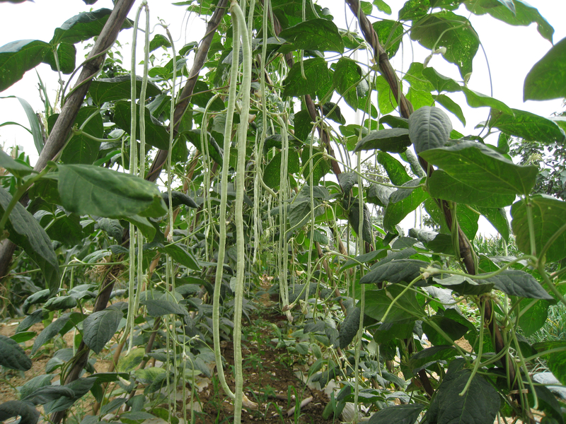 Cowpea: A food and animal feed crop grown in West Africa