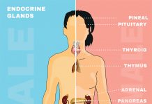 Endocrine Disruptors