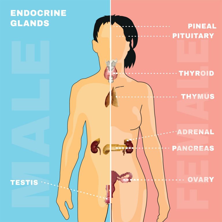 Endocrine Disruptors