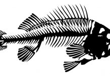 long tail knifefish