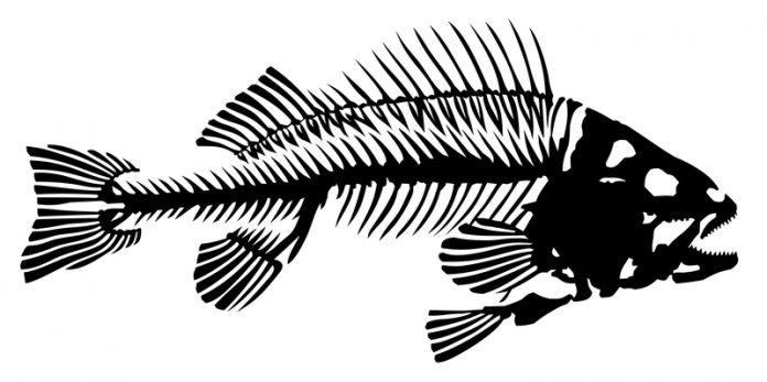 long tail knifefish