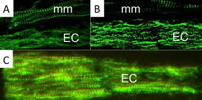 tissue regeneration