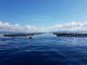 Mediterranean aquaculture