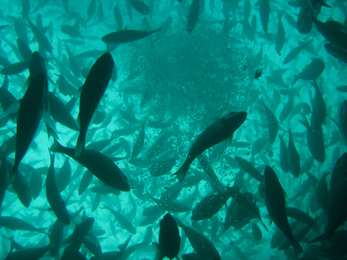 Mediterranean aquaculture