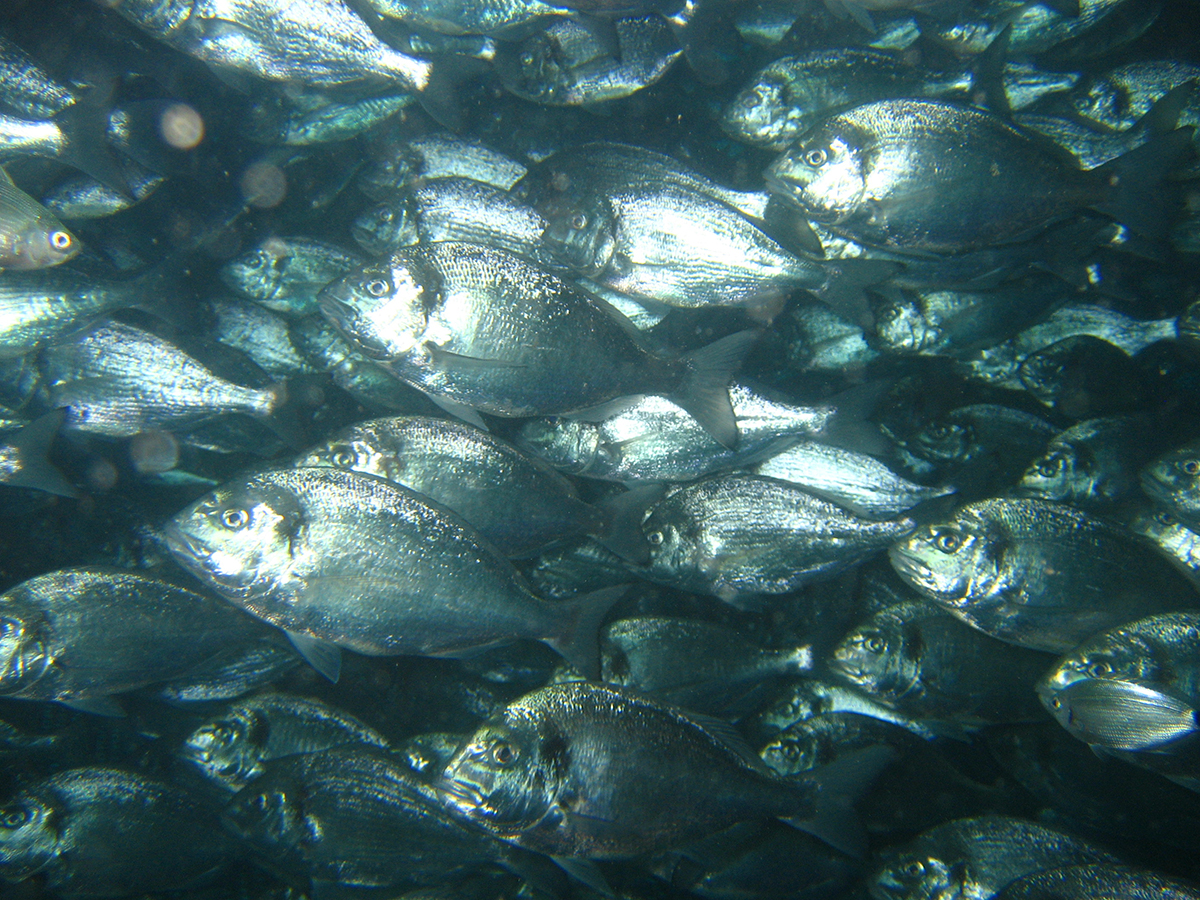 Mediterranean aquaculture
