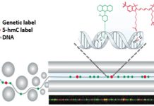 genome / gene expression