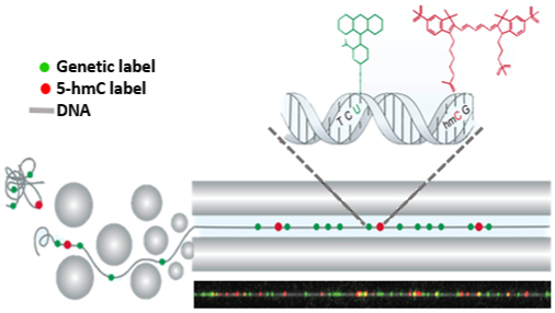 genome / gene expression