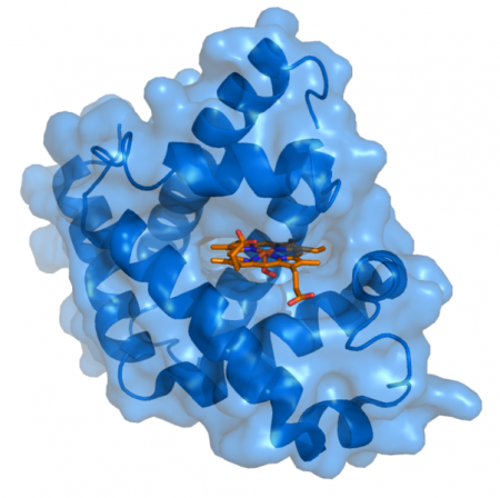 Myoglobin - looking at heterocyclic compounds