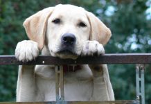 Dementia assistance dogs