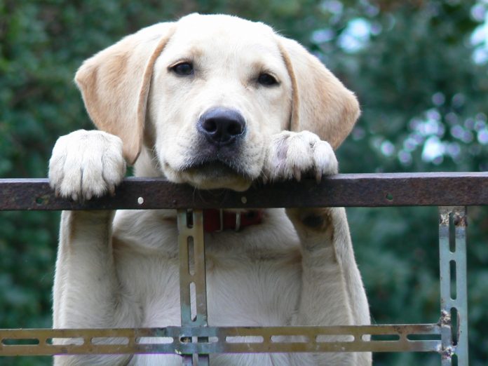 Dementia assistance dogs