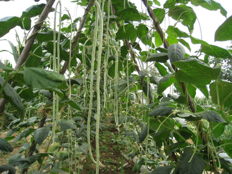 Transformative research on cowpea: Post-harvest protection