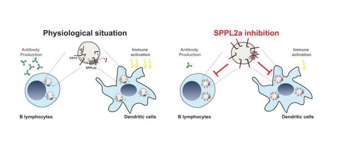 The intramembrane proteases SPPL2a as a novel target for therapeutic immunosuppression, illustrated by Bernd Schröder