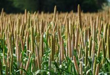 nutritious and palatable food, future food beacon