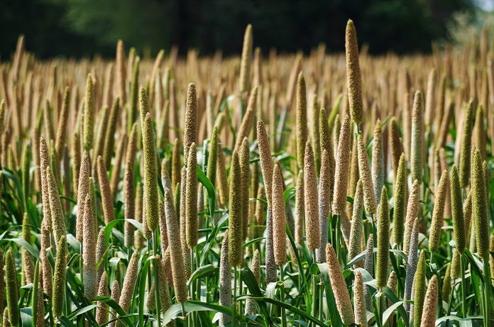 nutritious and palatable food, future food beacon