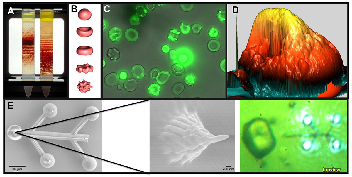 red blood cells, university of zurich