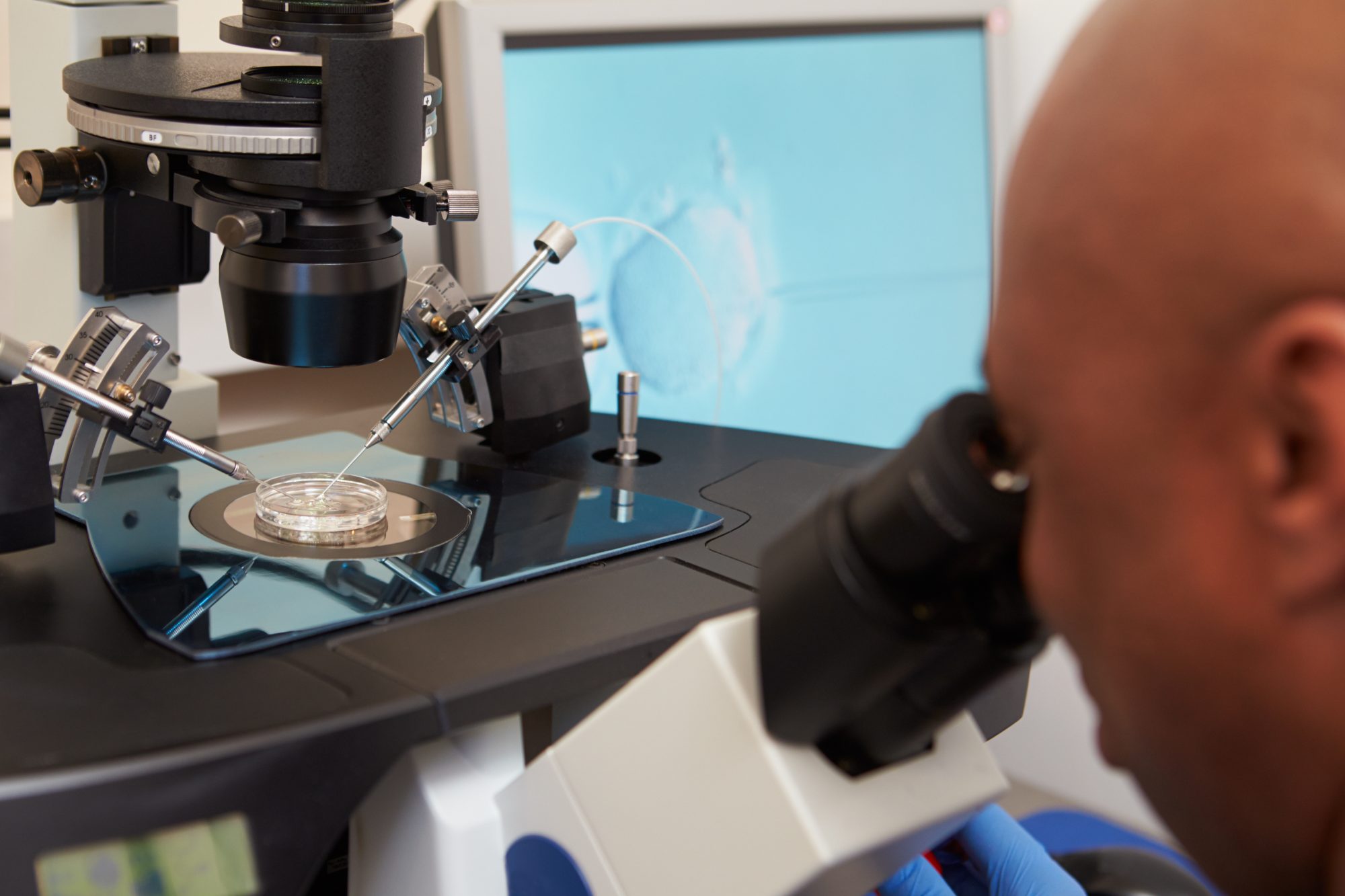 embryology research, IVF