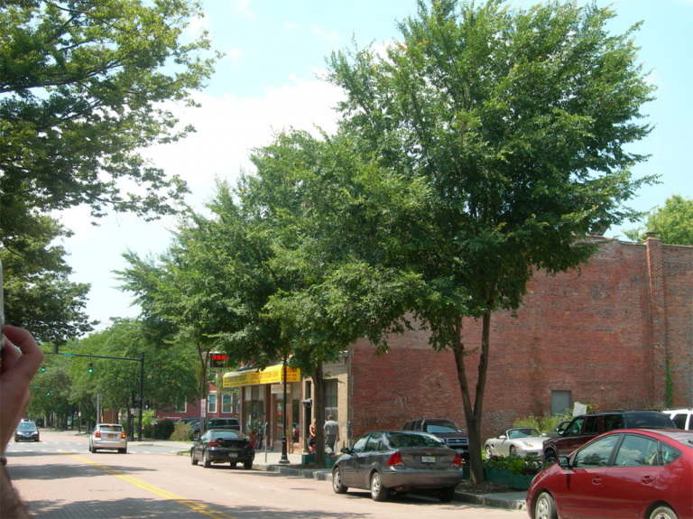 Creating urban tree biodiversity within a uniform street tree landscape