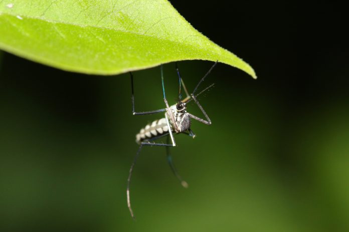 stop mosquito-borne diseases, The University of Oxford