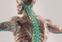 musculoskeletal function