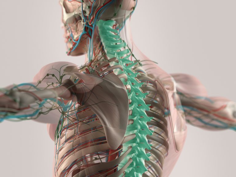 musculoskeletal function