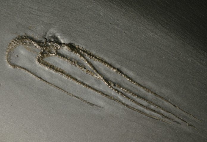 qingjiang fossils, cambrian explosion, china fossils