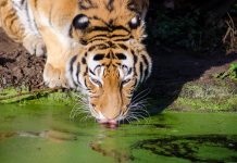 Uk palm oil sustainability, animal extinction