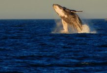 peru fossil discovery, whales walked on land