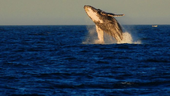 peru fossil discovery, whales walked on land