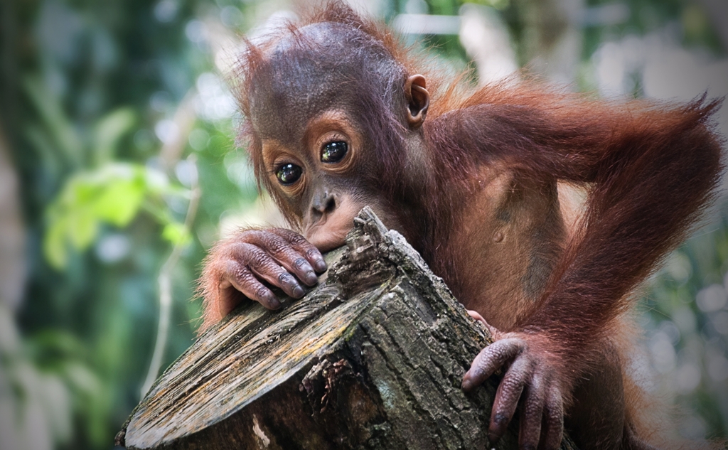 uk palm oil sustainability, animal extinction