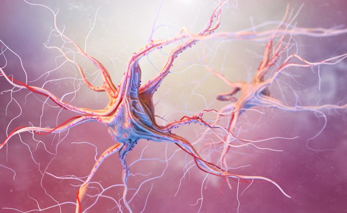 neurotrophin signalling