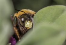 save rare bees, billberry bumblebee