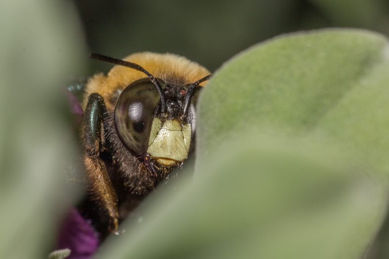 save rare bees, billberry bumblebee