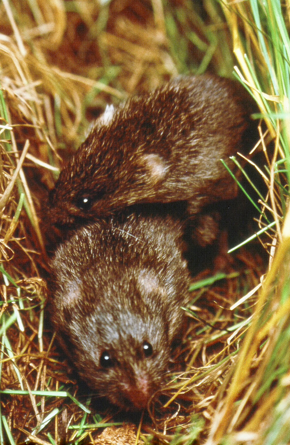 https://www.openaccessgovernment.org/wp-content/uploads/2019/04/Prairie-voles-mating-copy.jpg