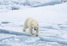 responses to rapid arctic change
