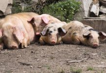 UK pork industry