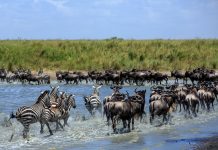 wildlife migrations, east africa, threat to wildlife